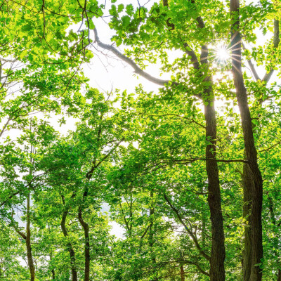 Alberi foresta